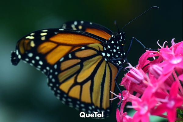La leyenda prehispánica que asegura que las mariposas monarcas traen felicidad